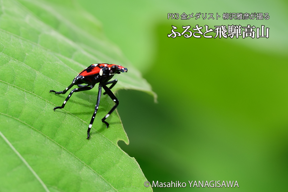 飛騨高山に棲むシタベニハゴロモの幼虫の写真です。