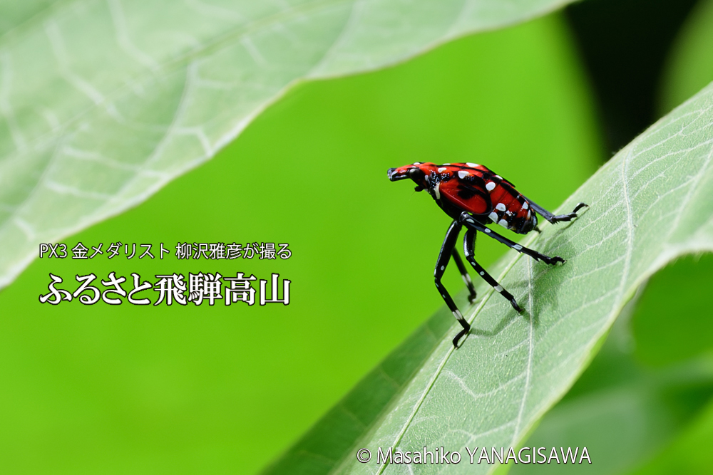 飛騨高山に棲むシタベニハゴロモの幼虫の写真です。