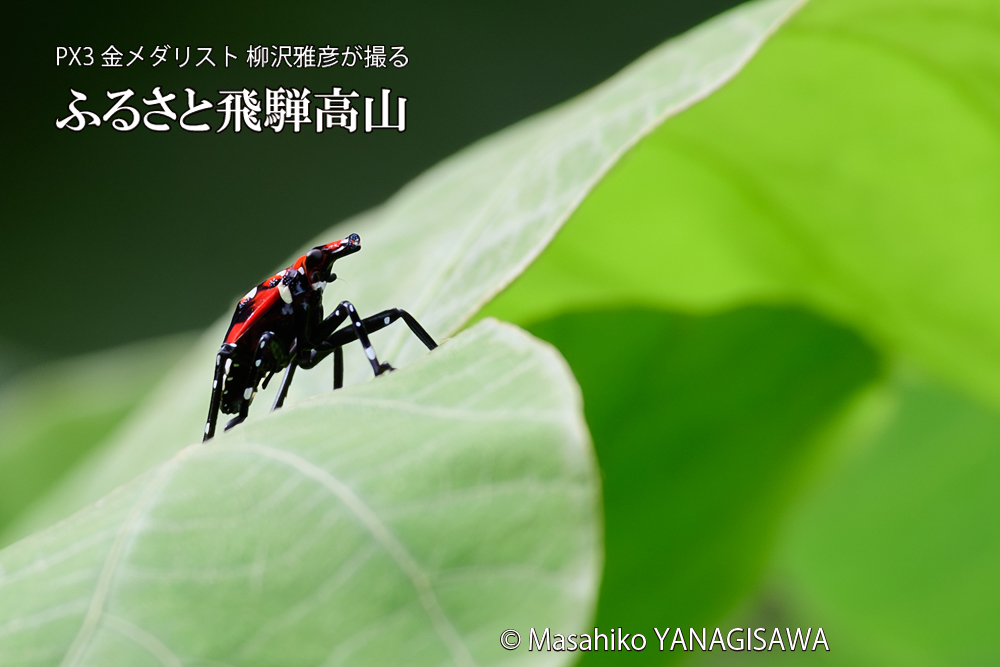 飛騨高山に棲むシタベニハゴロモの幼虫の写真です。