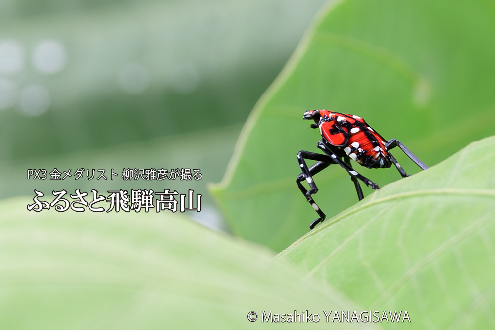飛騨高山に棲むシタベニハゴロモの幼虫の写真です。