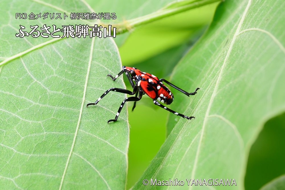 飛騨高山に棲むシタベニハゴロモの幼虫の写真です。