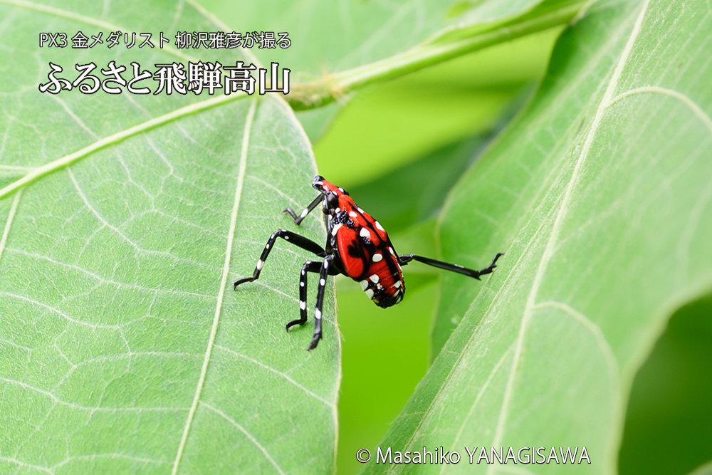 飛騨高山に棲むシタベニハゴロモの幼虫の写真です。