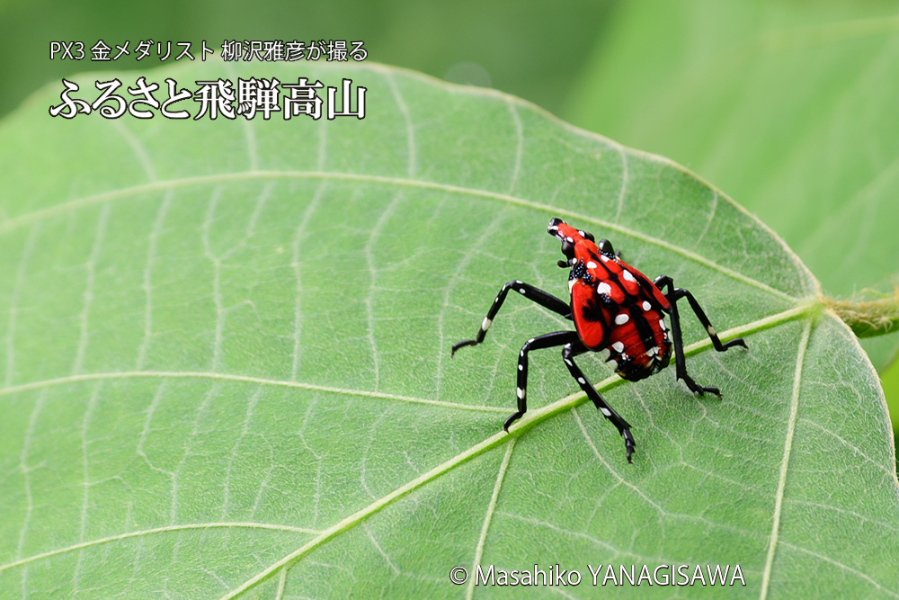 飛騨高山に棲むシタベニハゴロモの幼虫の写真です。