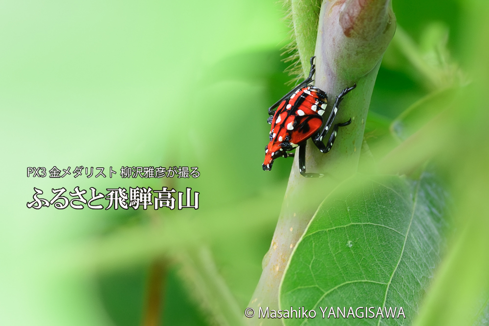 飛騨高山に棲むシタベニハゴロモの幼虫の写真です。