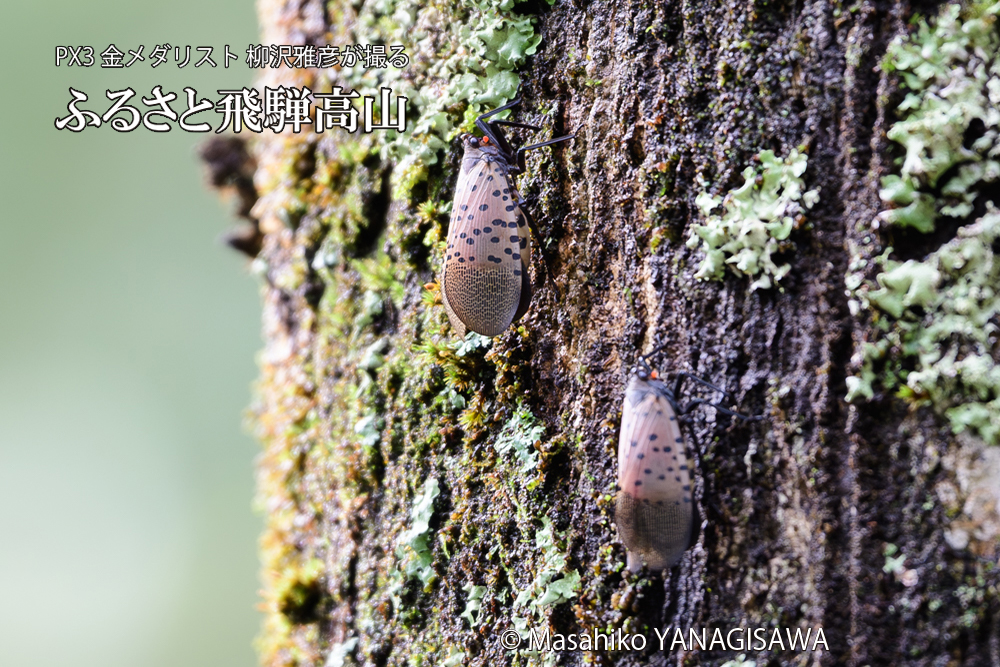 飛騨高山に棲むシタベニハゴロモの成虫の写真です。