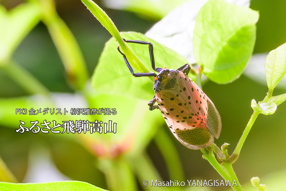 飛騨高山に棲むシタベニハゴロモの成虫の写真です。