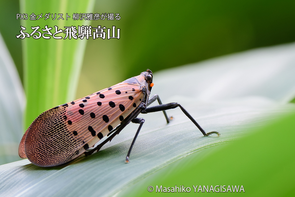 飛騨高山に棲むシタベニハゴロモの成虫の写真です。