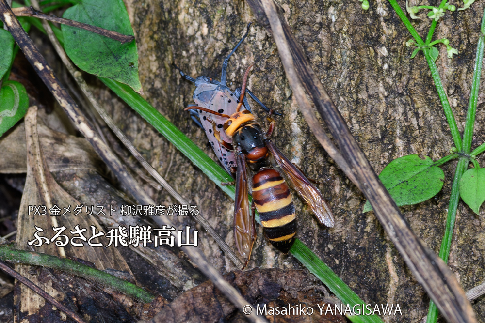 飛騨高山に棲むスズメバチvsシタベニハゴロモの成虫の写真です。
