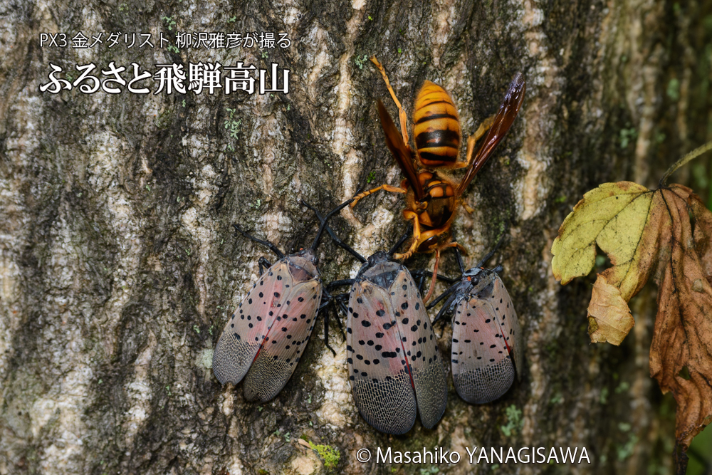 飛騨高山に棲むスズメバチとシタベニハゴロモの成虫の写真です。
