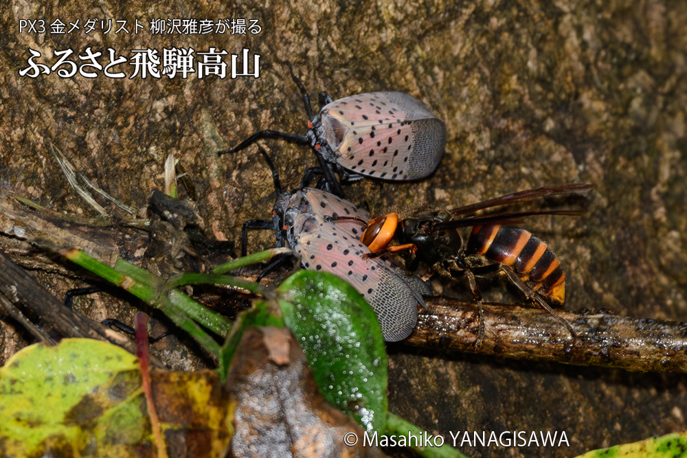 飛騨高山に棲むスズメバチとシタベニハゴロモの成虫の写真です。