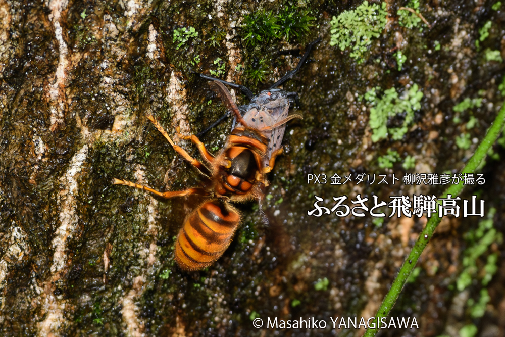 飛騨高山に棲むスズメバチとシタベニハゴロモの成虫の写真です。