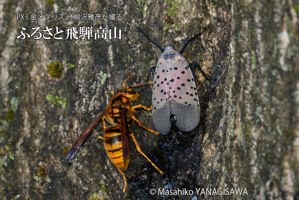 飛騨高山に棲むスズメバチとシタベニハゴロモの成虫の写真です。