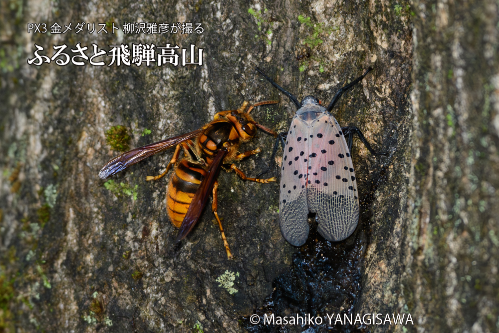 飛騨高山に棲むスズメバチとシタベニハゴロモの成虫の写真です。