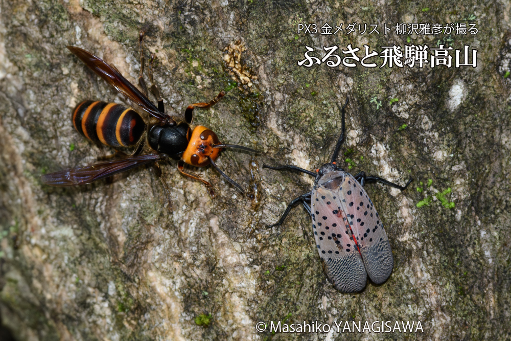 飛騨高山に棲むスズメバチとシタベニハゴロモの成虫の写真です。