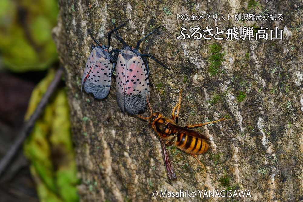 飛騨高山に棲むスズメバチとシタベニハゴロモの成虫の写真です。