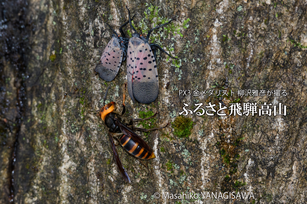 飛騨高山に棲むスズメバチとシタベニハゴロモの成虫の写真です。