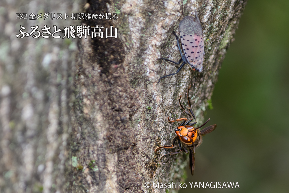 飛騨高山に棲むスズメバチとシタベニハゴロモの成虫の写真です。