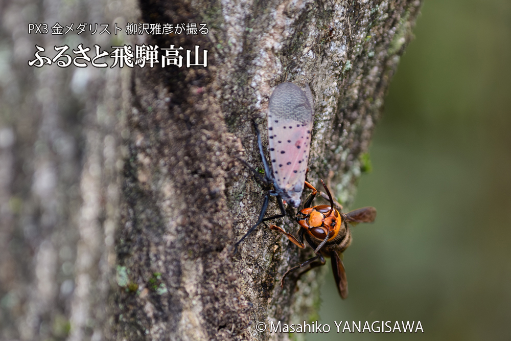 飛騨高山に棲むスズメバチとシタベニハゴロモの成虫の写真です。
