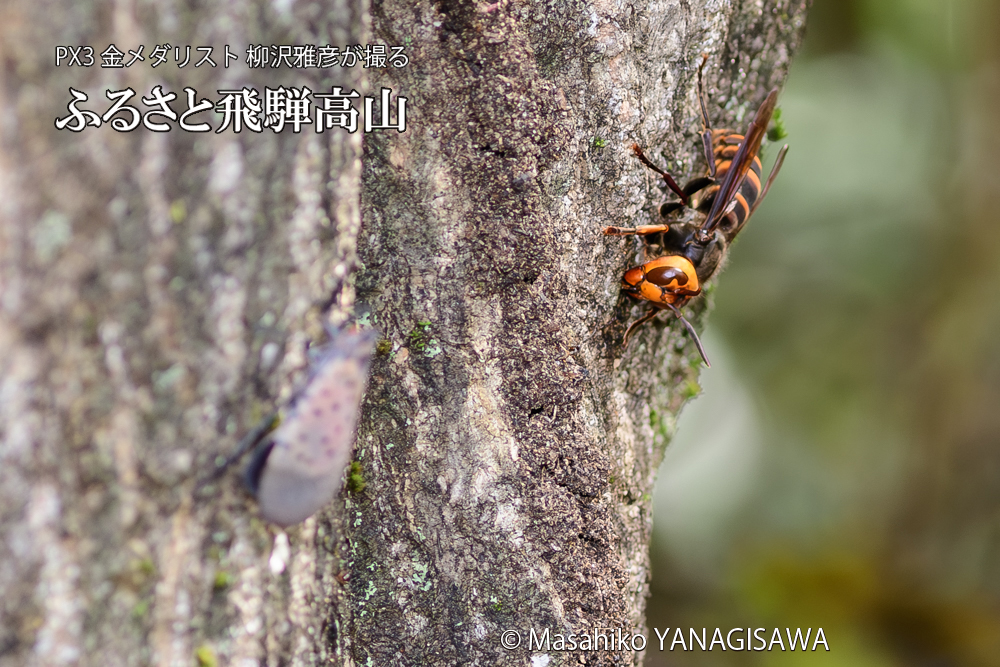 飛騨高山に棲むスズメバチとシタベニハゴロモの成虫の写真です。