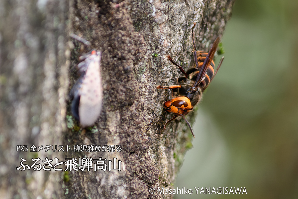 飛騨高山に棲むスズメバチとシタベニハゴロモの成虫の写真です。