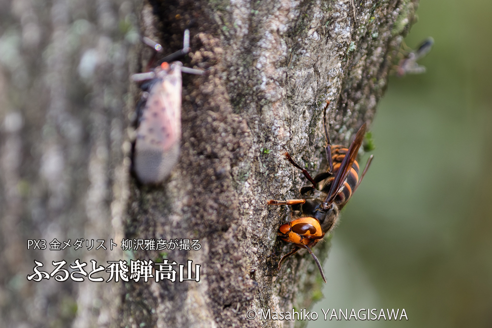 飛騨高山に棲むスズメバチとシタベニハゴロモの成虫の写真です。