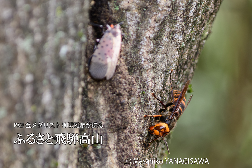 飛騨高山に棲むスズメバチとシタベニハゴロモの成虫の写真です。