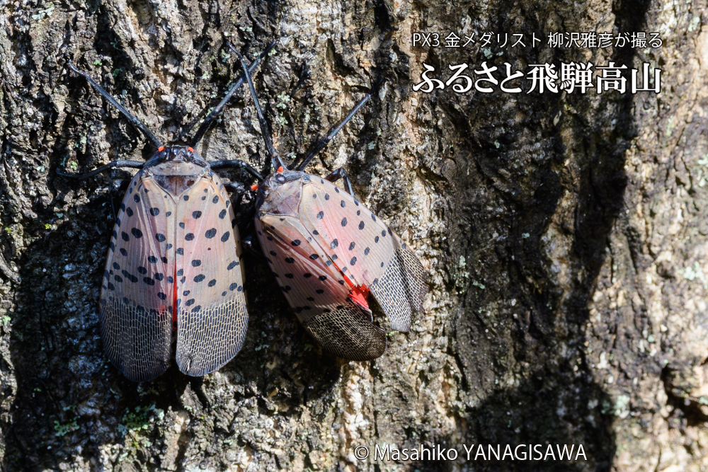 飛騨高山に棲むスズメバチとシタベニハゴロモの成虫の写真です。