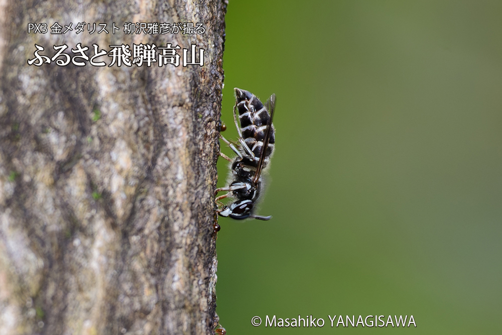 飛騨高山に棲むクロスズメバチの写真です。