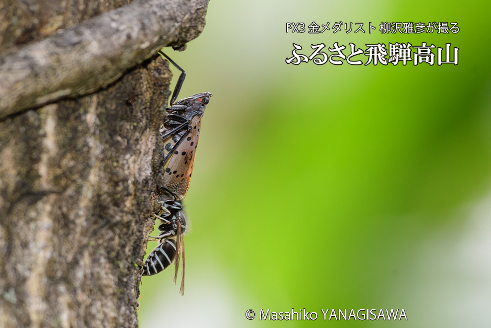 飛騨高山に棲むクロスズメバチとシタベニハゴロモの成虫の写真です。