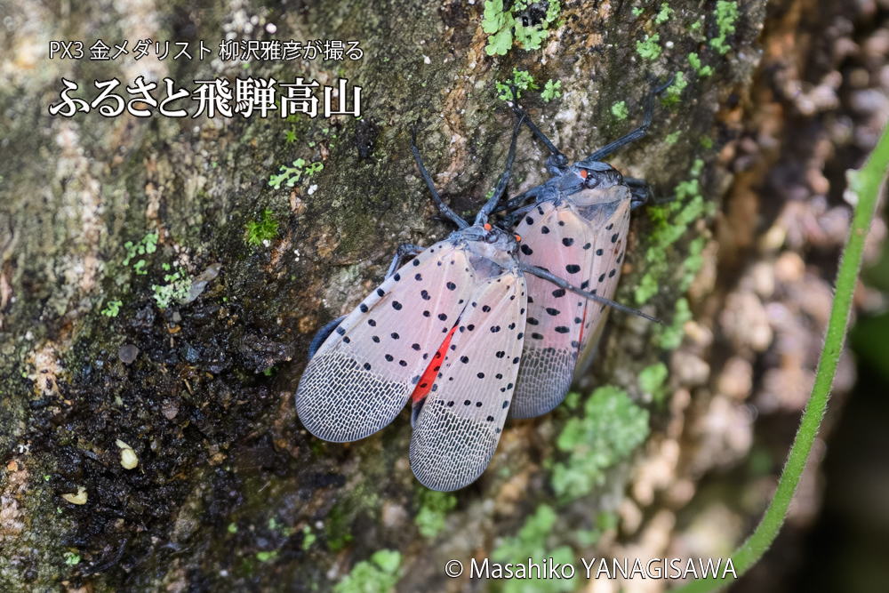 飛騨高山に棲むシタベニハゴロモの写真です。