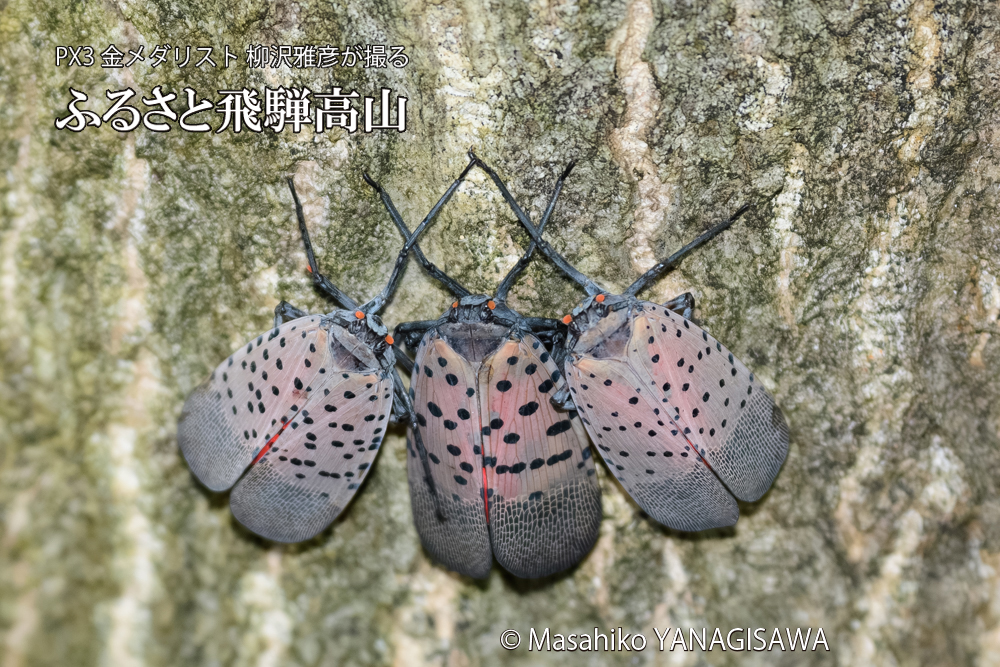 飛騨高山に棲むシタベニハゴロモの写真です。