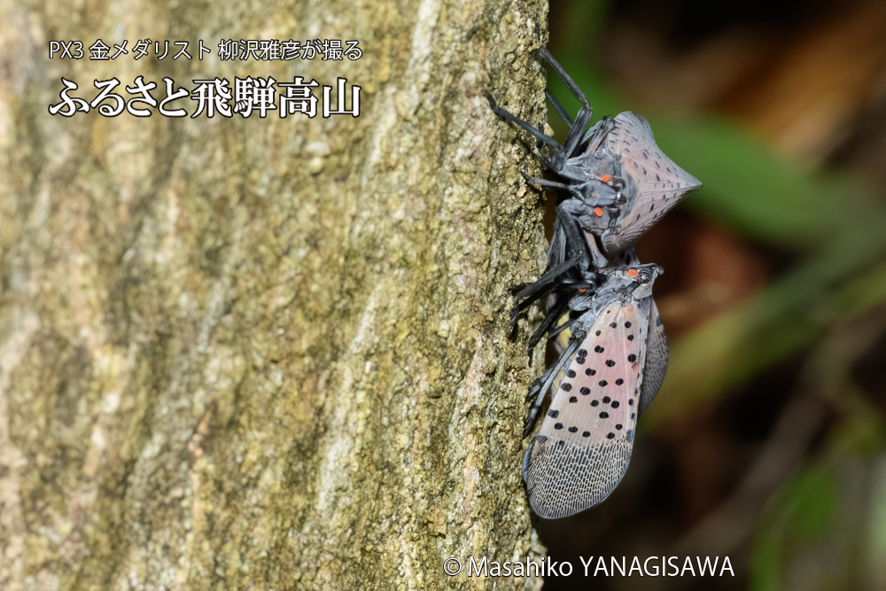 飛騨高山に棲むシタベニハゴロモの写真です。
