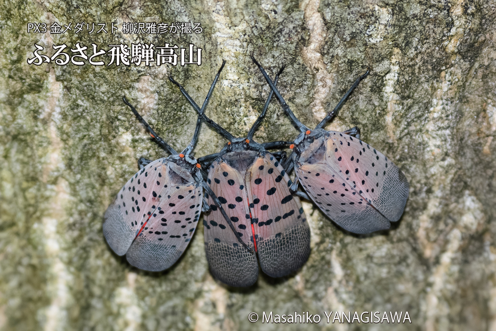 飛騨高山に棲むシタベニハゴロモの写真です。