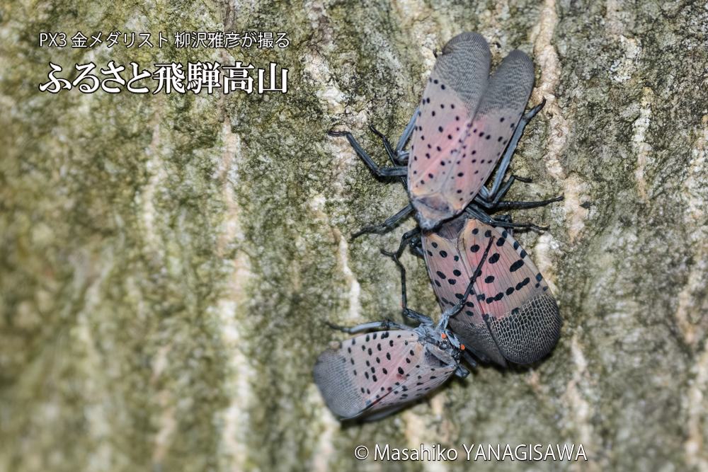 飛騨高山に棲むシタベニハゴロモの写真です。