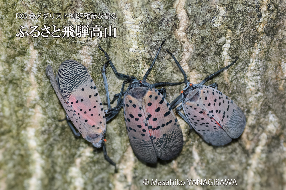 飛騨高山に棲むシタベニハゴロモの写真です。
