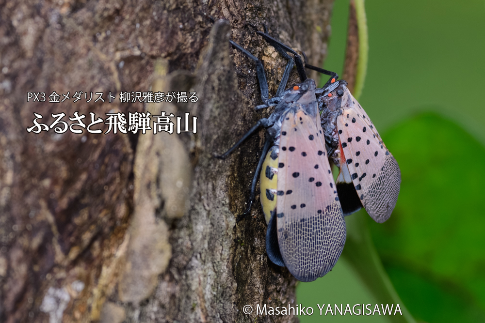 飛騨高山に棲むシタベニハゴロモの写真です。