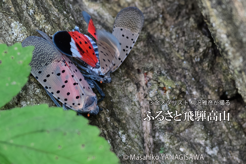 飛騨高山に棲むシタベニハゴロモの写真です。