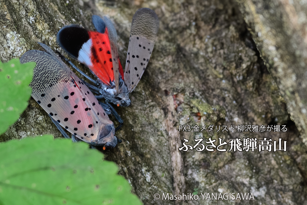 飛騨高山に棲むシタベニハゴロモの写真です。
