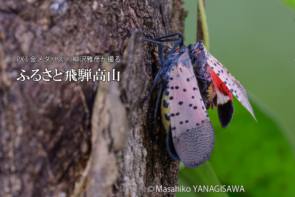 飛騨高山に棲むシタベニハゴロモの写真です。