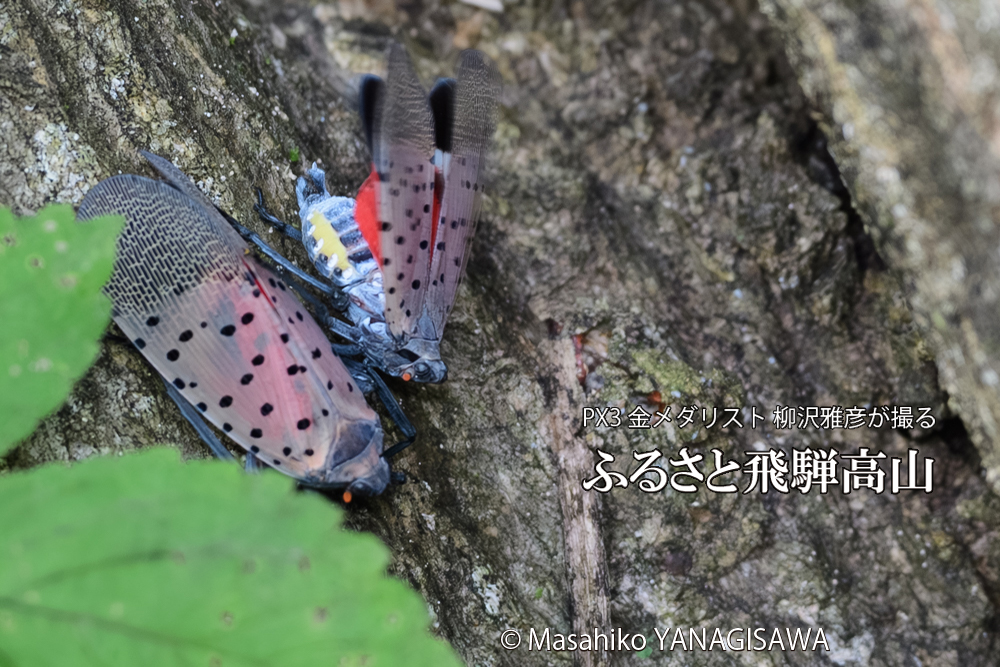 飛騨高山に棲むシタベニハゴロモの写真です。