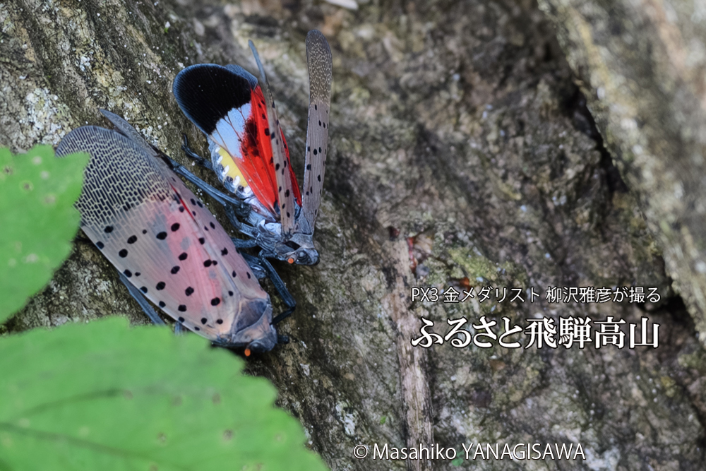飛騨高山に棲むシタベニハゴロモの写真です。