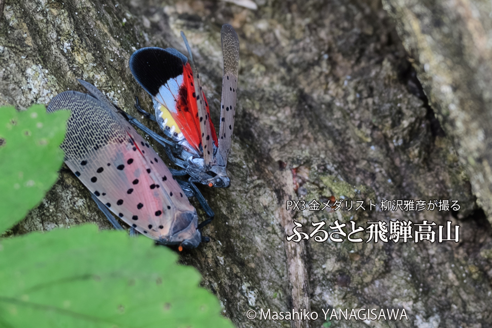 飛騨高山に棲むシタベニハゴロモの写真です。