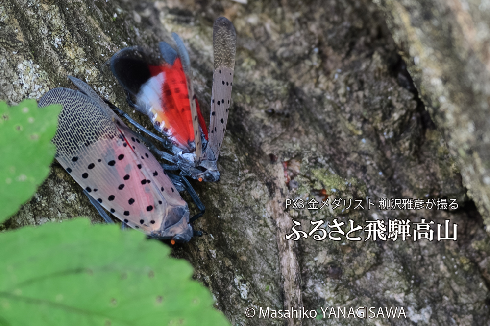 飛騨高山に棲むシタベニハゴロモの写真です。