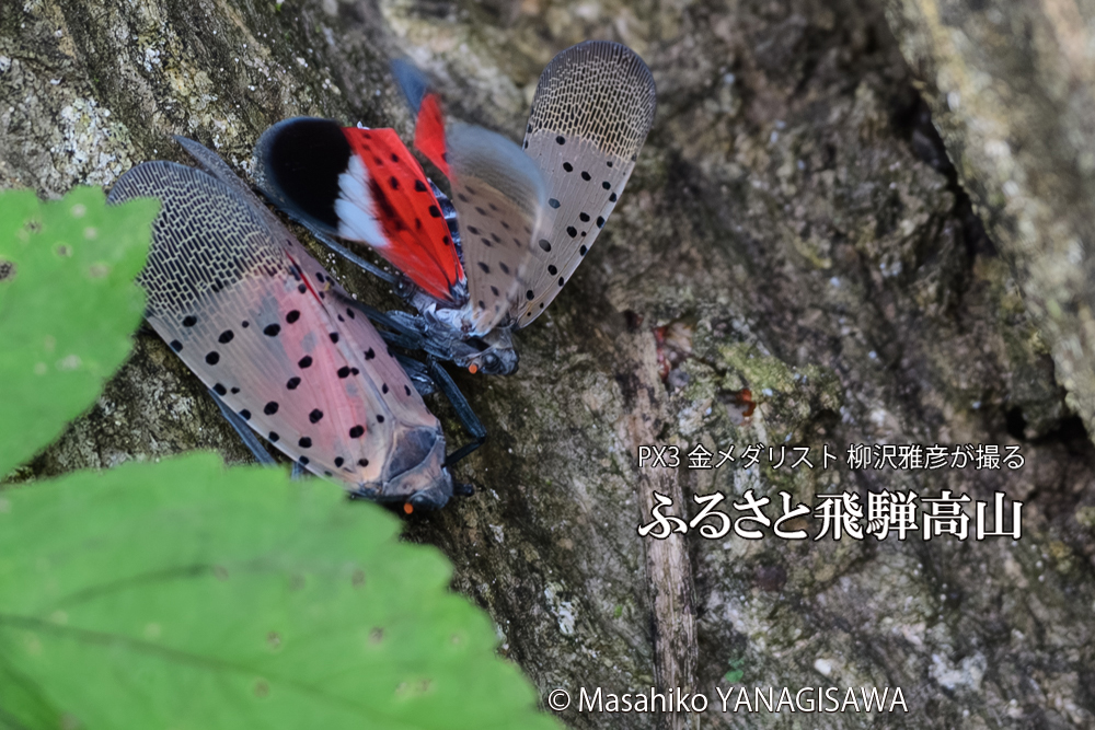 飛騨高山に棲むシタベニハゴロモの写真です。