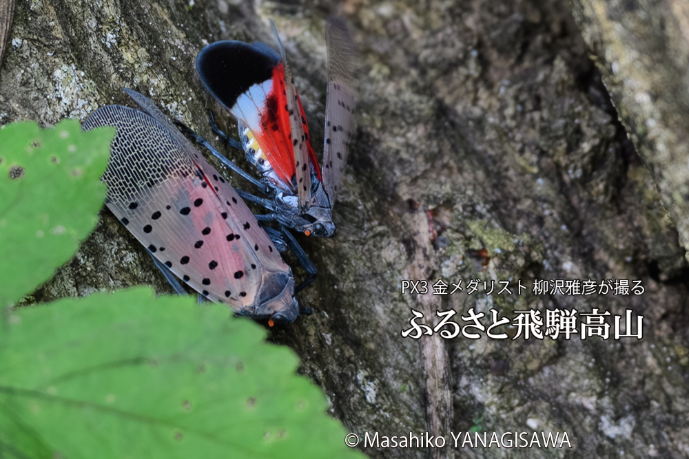 飛騨高山に棲むシタベニハゴロモの写真です。
