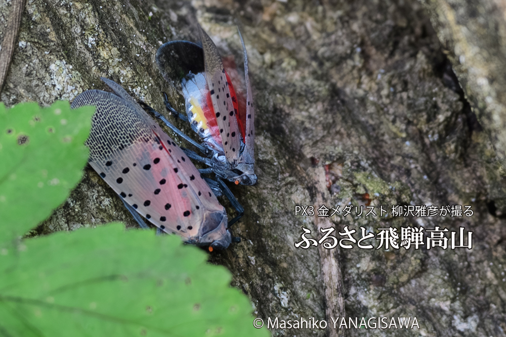 飛騨高山に棲むシタベニハゴロモの写真です。