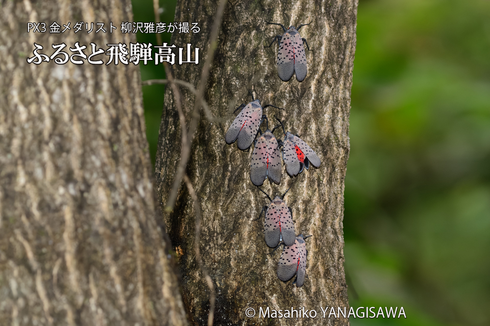 飛騨高山に棲むシタベニハゴロモの写真です。