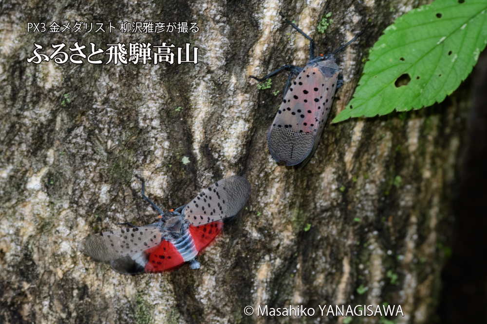 飛騨高山に棲むシタベニハゴロモの写真です。