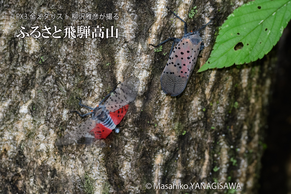 飛騨高山に棲むシタベニハゴロモの写真です。