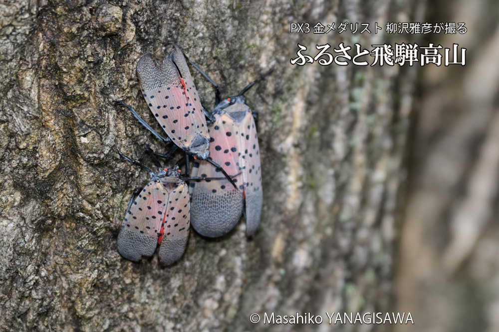 飛騨高山に棲むシタベニハゴロモの写真です。
